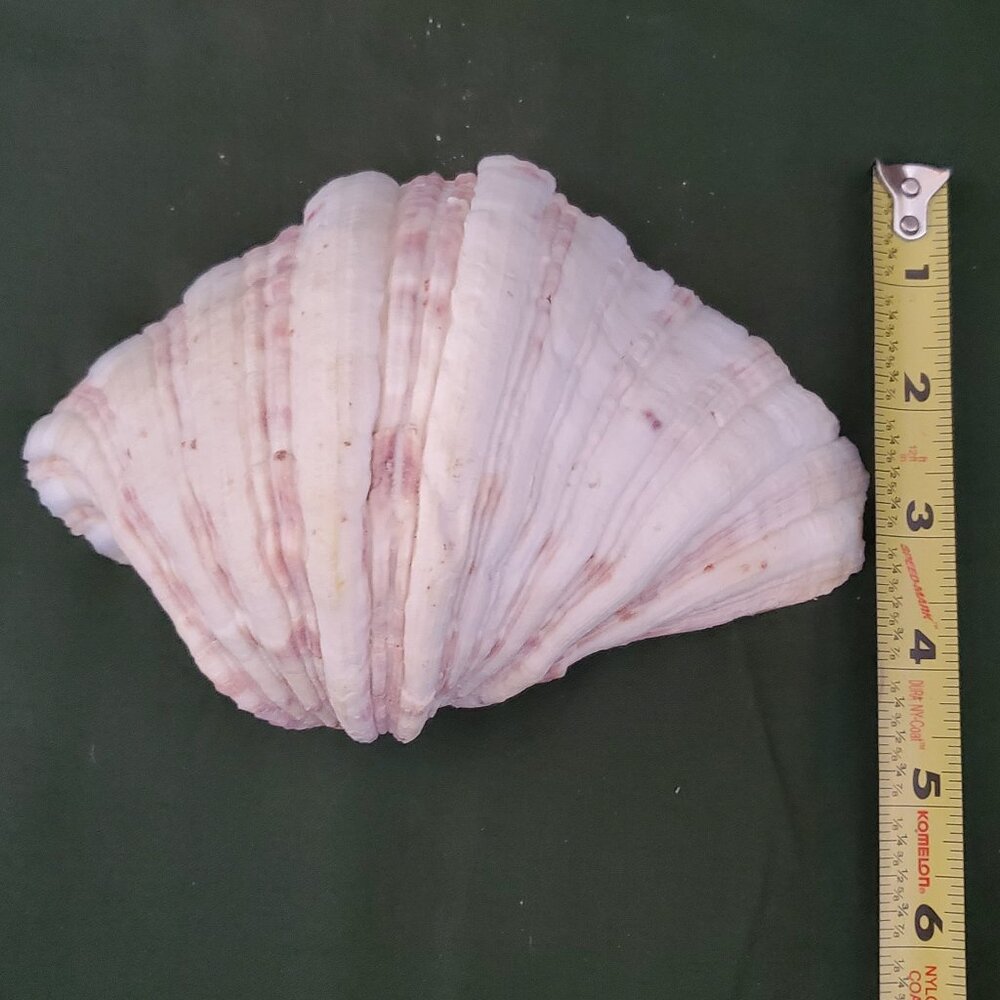 Extra Large Sandy Clam Shell - Picture 9 of 9